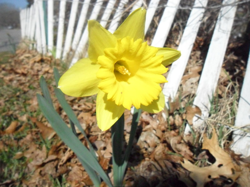 Daffodil